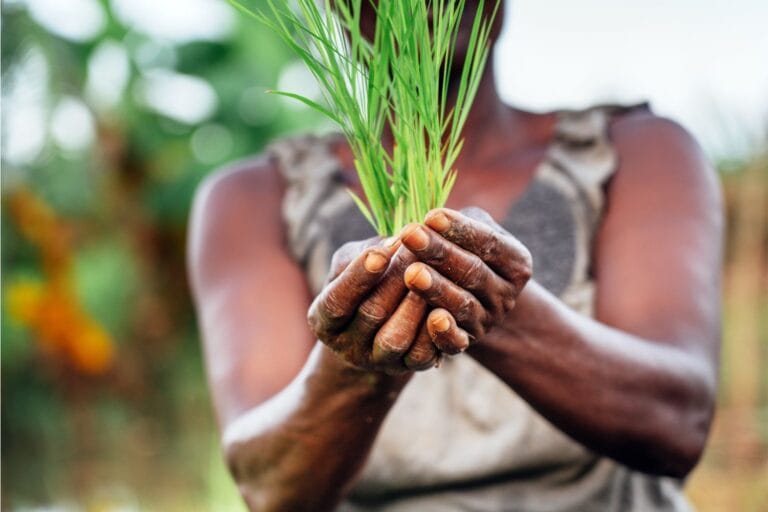 Farming in Ghana