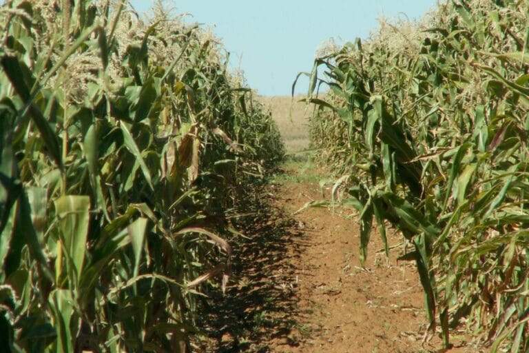 Cultivating Ghana's food crops