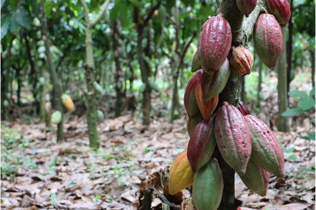 Ghana's Cocoa Industry