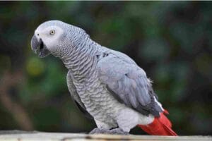 Wildlife in Ghana