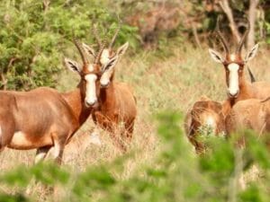 Wildlife in Ghana