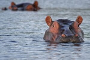 Wildlife in Ghana