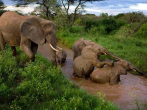 Wildlife in Ghana
